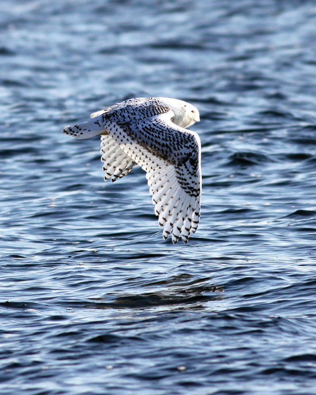 WARWICK VISITOR: The Snowy Owl photogrpahed at Conimicut point by David Chartier.