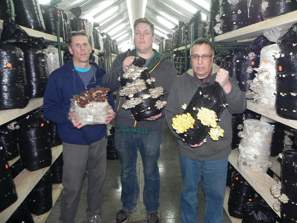 MORE THAN ONE FUNGI HERE: Mycologist Todd Leftwith is experimenting with ways to grow even more exotic mushrooms with partners Mike Hallock and Rob DiPietro at the RI Mushroom Company where blue oyster and gold oyster mushrooms grow along with maitake, crimini and piopinos for restaurants and homes in Rhode Island and other parts of New England.