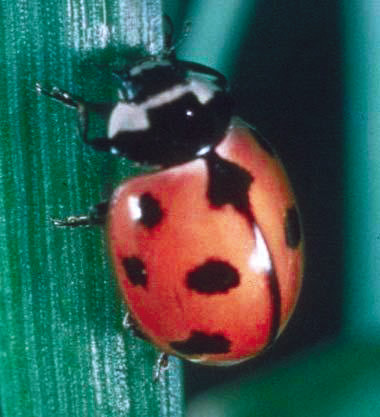 REAL LADY: The Nine Spotted Ladybug.