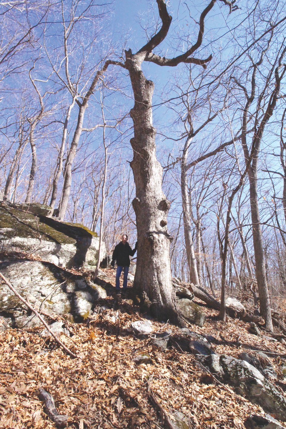 IT’S GOT TO BE 300 YEARS OLD: Nathan Cornell stands by a giant white oak in the canyon.