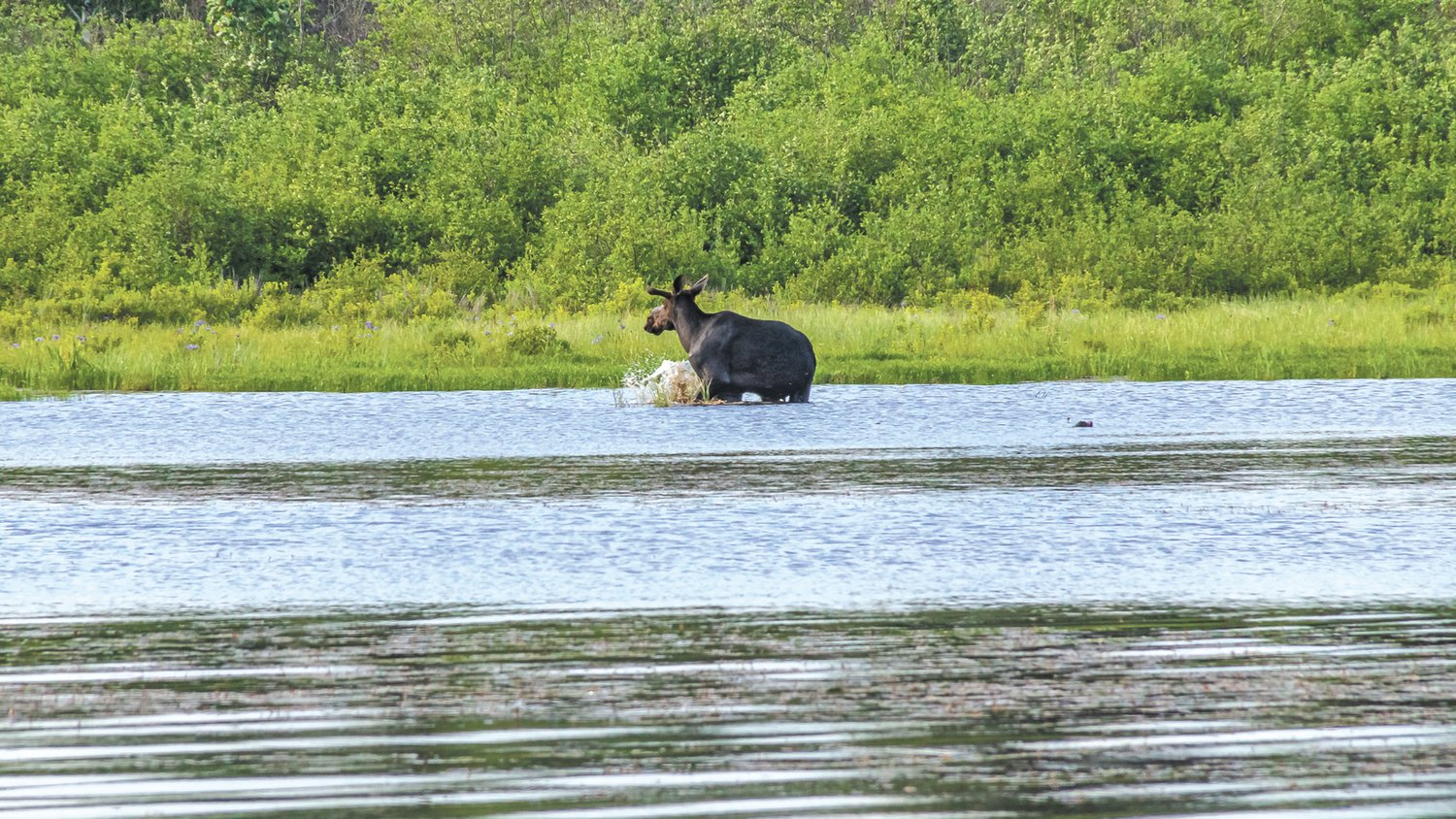 COMPANY:  Wildlife was abundant although not all of it as large as this moose.