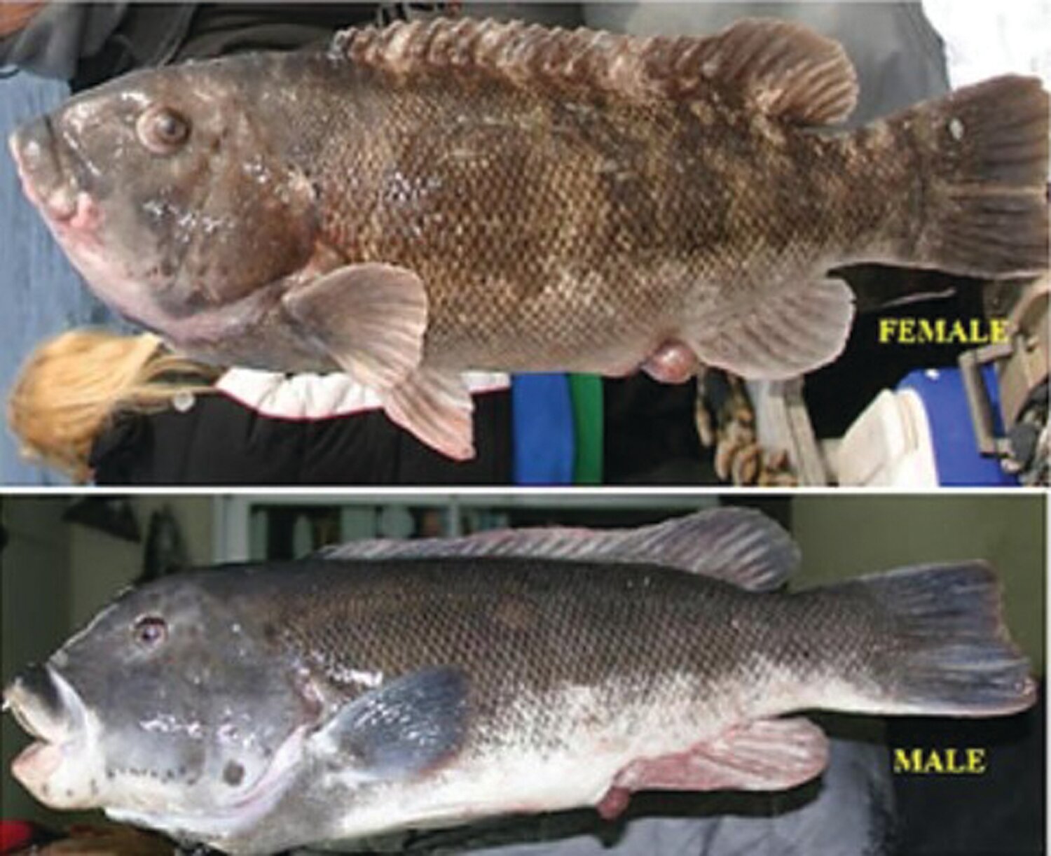 TAUTOGS: “Return egg bearing female tautog to the water,” said Declan O’Donnell of Breachway Bait & Tackle. Males have a pronounced white chin/lip with a more consistent skin tone and coloration.