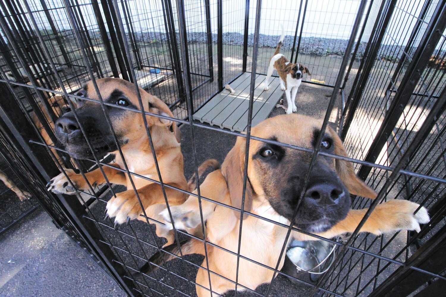 PUPPIES AND MORE PUPPIES: Animal rescues are faced with litters from dogs that have been rescued from southern states that are adding stress to facilities and their staffs. (Warwick Beacon photos)
